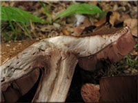 Grosporiger Blutchampignon - Agaricus langei
