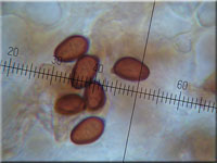 Grosporiger Blutchampignon - Agaricus langei