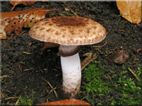 Wollfu-Champignon - Agaricus lanipes