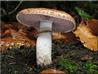 Wollfu-Champignon - Agaricus lanipes