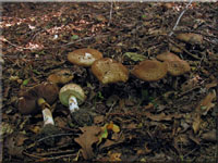 Kleiner Waldchampignon - Agaricus silvaticus