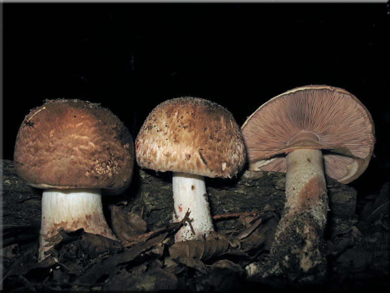 Kleiner Waldchampignon - Agaricus silvaticus