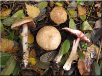 Kleiner Waldchampignon - Agaricus silvaticus