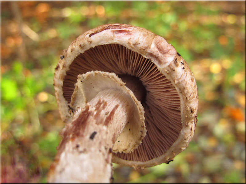 Kleiner Waldchampignon - Agaricus silvaticus