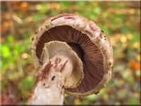 Kleiner Waldchampignon - Agaricus silvaticus