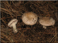Flockiger Champignon - Agaricus subfloccosus