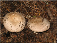 Flockiger Champignon - Agaricus subfloccosus