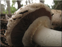 Flockiger Champignon - Agaricus subfloccosus