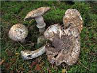 Gegürtelter Champignon - Agaricus subperonatus