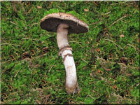 Gegrtelter Champignon - Agaricus subperonatus