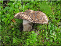 Gegrtelter Champignon - Agaricus subperonatus