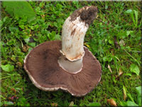 Gegrtelter Champignon - Agaricus subperonatus