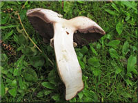 Gegrtelter Champignon - Agaricus subperonatus