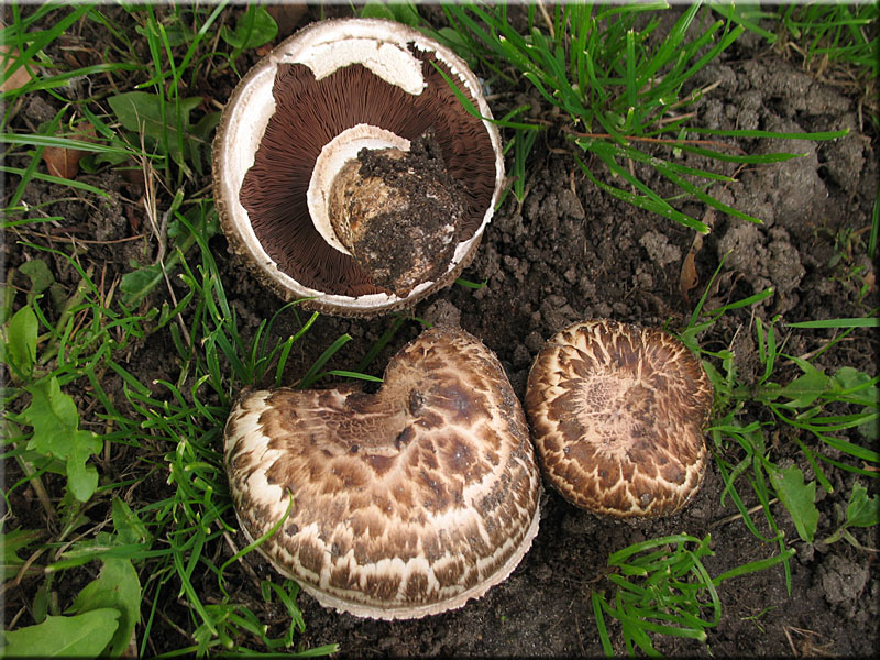Gegrtelter Champignon - Agaricus subperonatus