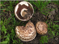 Gegrtelter Champignon - Agaricus subperonatus