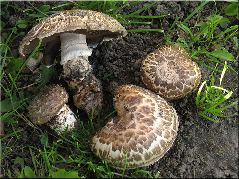 Gegrtelter Champignon - Agaricus subperonatus