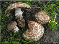 Gegrtelter Champignon - Agaricus subperonatus