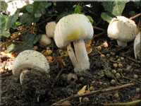 Vernderlicher Karbol-Champignon - Agaricus xanthoderma