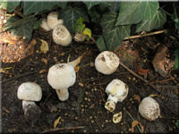 Vernderlicher Karbol-Champignon - Agaricus xanthoderma