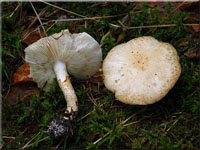 Fleckender Schmierschirmling - Chamaemyces fracidus