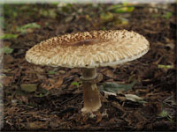 Großknolliger Safranschirmling - Chlorophyllum brunneum