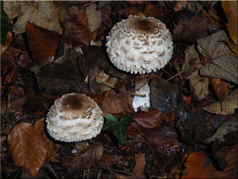 Chlorophyllum rachodes