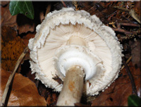 Gemeiner Safranschirmling - Chlorophyllum rachodes