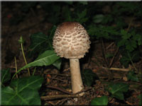 Gemeiner Safranschirmling - Chlorophyllum rachodes