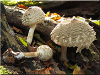 Gemeiner Safranschirmling - Chlorophyllum rachodes