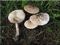 Gemeiner Safranschirmling - Chlorophyllum rachodes