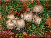 Grauer Faltentintling - Coprinopsis atramentaria