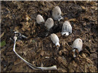 Struppiger Mist-Tintling - Coprinus cinereus