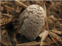 Struppiger Mist-Tintling - Coprinus cinereus