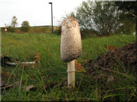 Schopftintling - Coprinus comatus