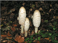 Schopftintling - Coprinus comatus