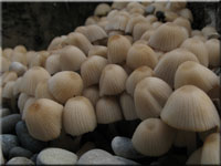 Gesäter Tintling - Coprinellus disseminatus