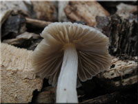 Gester Tintling - Coprinellus disseminatus