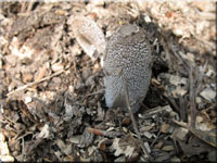 Hasenpfote - Coprinus lagopus