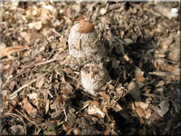 Hasenpfote - Coprinus lagopus