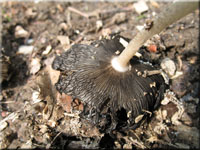 Hasenpfote - Coprinus lagopus