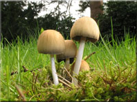 Glimmer-Tintling - Coprinellus micaceus 