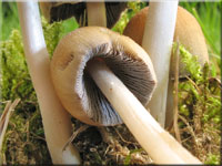 Glimmer-Tintling - Coprinellus micaceus 