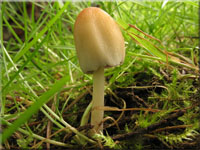 Glimmer-Tintling - Coprinellus micaceus 