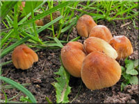 Glimmer-Tintling - Coprinellus micaceus 