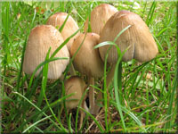 Glimmer-Tintling - Coprinellus micaceus 