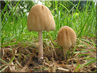 Glimmer-Tintling - Coprinellus micaceus 