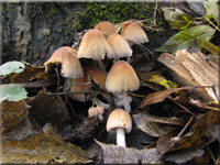 Glimmer-Tintling - Coprinellus micaceus 