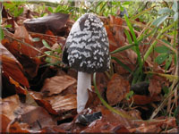 Specht-Tintling - Coprinopsis picacea