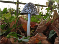 Specht-Tintling - Coprinopsis picacea