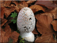 Specht-Tintling - Coprinopsis picacea